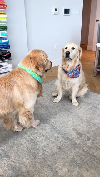 Accusations by George #goldenretriever #goldenretrieverbrothers #stepbrothers #dogbrothers 
