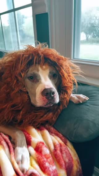 Manifesting fame one paw at a time. And in the meantime check my TikTok every couple of hours  #FunnyDog #PetTikTok  #DogSoftTikTok #TikTokDogs #dogsoftiktok #pitbull #pitbullsoftiktok #DogInCostume #LionDog #viraldog  #DogTransformation #PetCostume #lionking  #CuteAnimals