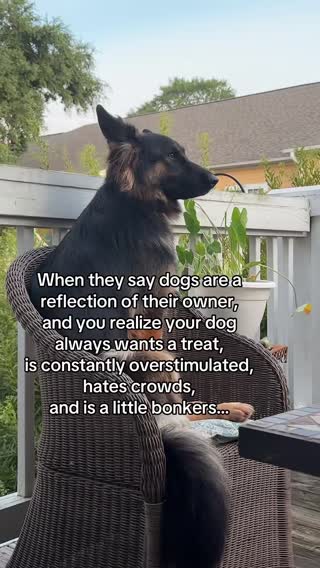 #dog #dogmom #germanshepherd #germanshepherds #gsd #titanfurteam 