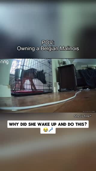 Funny Malinois 🐶#dog #dogsoftiktok #funny #fyp #malinois #belgianmalinois #funnyvideos #dogtok #doglover 