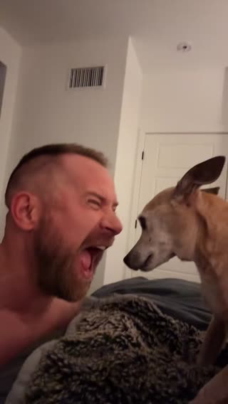 He’s not ready for it #taylorswift #swiftie #chihuahua 