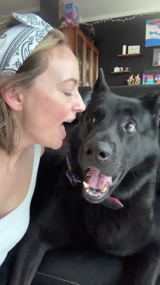 Forever antagonizing him. #fyp #petsoftiktok #gsdoftiktok #germanshepherd #mommysboy #pettrend 