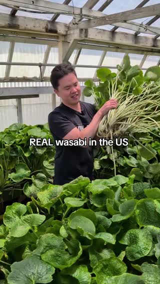 Did you know the wasabi you get at restaurants is just horseradish that's dyed green? This is because wasabi is extremely difficult to cultivate and it must be grated freshly on the spot. Thankfully there's a farm growing it here in the US! I visited Half Moon Bay Wasabi@Half moon bay wasabi  to taste the truth. 🌱🔥 #realwasabi #wasabi #sushi #thesushiguy