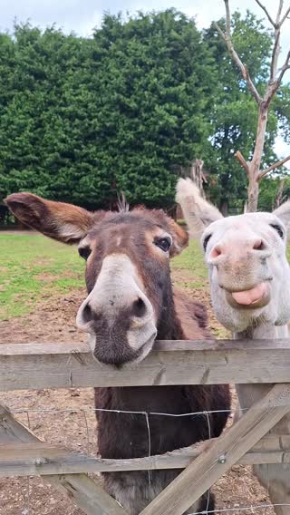 DONKEY #ettiesfield #funnydonkey #donkey  #fyp 