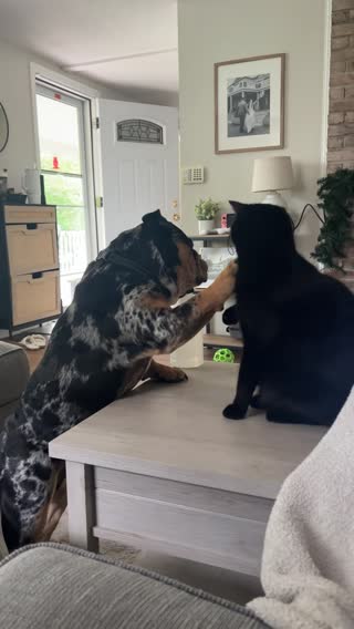 I can’t even with these two 🤦🏻‍♀️🤣 #spikethesillybulldog #englishbulldog #bulldog #bulldogsoftiktok #bulldoglife #viral #foryou #fyp 