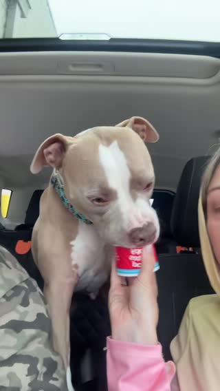 Any day that involves a pup cup is a good day #pupcup #pitbull #pitbullsoftiktok #dogsoftiktok 