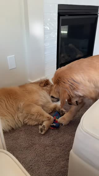 Successful heist  #goldenretriever #goldenretrieverlife #dog #dogsoftiktok #dogs #pet #petlover 