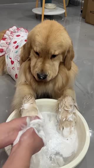 Obsessed with Goldens 😍🐾✨. They're just too loving for this world! 💛 #GoldenLove #CleanPaws #GoldenVibes #FluffyPerfection