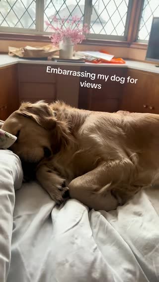 this is Jupiter, he’s proof that cartoon snoring is real (ig jupithegolden) #dog 
