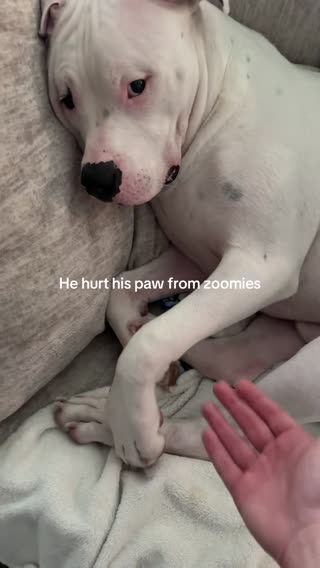Mommy’s big baby 😂 #mommasboy #bigdog #pet #dogmode #petcontent 