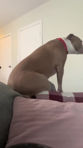 Looks comfy #creatorsearchinsights #mypet  #pittiesoftiktok 