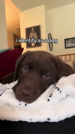 Baby Bo Bo. #labsoftiktok 