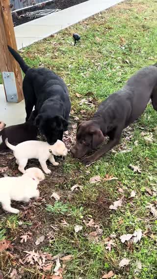 That ain’t mine! PART 2! #puppy #dog #fyp 