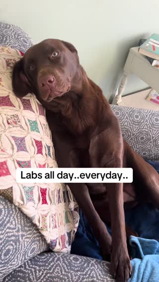 The sigh was a bit dramatic😂 #fyp #viralvideo #foryoupage #chocolatelab #labrador #labsoftiktok #dogsofttiktok #lovemydog 