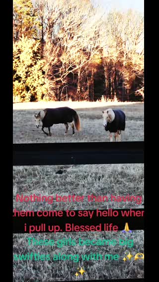 My big wild child and crew ! #love #magical #ourjourney #ourstory #wildlife#naturevibes #lifeisbeautiful #beauty #beautiful #unconditionallove #truestory #soulshine #fyp #foryoupage #dreambig #fyp #foryoupage #livingthedream #healing #breathe #justfortoday #memories #makingmemories #horsegirl #horselover #horsesoftiktok #horse #hippiehorsegirl #hippie #youonlyliveonce #animalsoftiktok #animallovinghippie #animals #lifestyle #happy #Winnie #Reiki #pearl #may #lena 