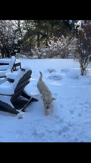 Let’s make Pearl famous  #dogsoftiktokviral  #massfollowing  #dogsoftiktok 