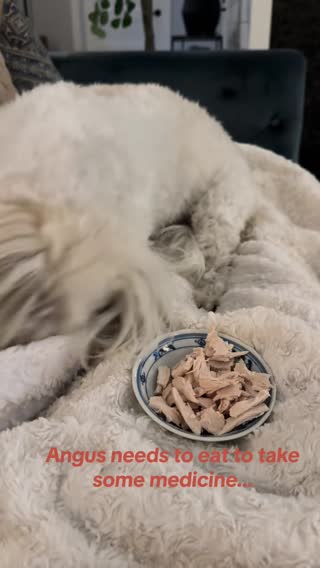 It’s a whole thing each time. He has to bury it, then I have to hand feed him a piece or two to “prime the pump” and then he will eat it. 😂 You’d think we were trying to poison him with chicken or something. 