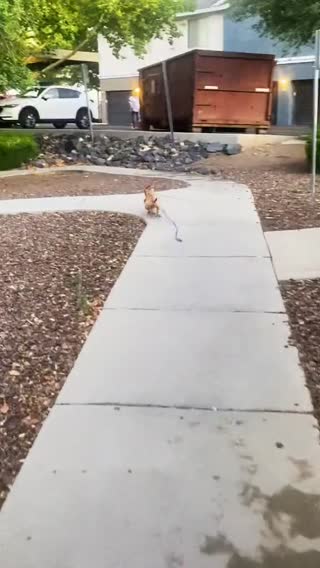 Oh Sir Phillip, you’re one crazy dog #dogsoftiktok