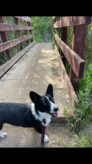 Adventurous Corgi Trails #corgisoftiktok #cardigancorgi 