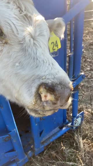 #cattle #ranch #farm #charolias #heifer #calf #fyp