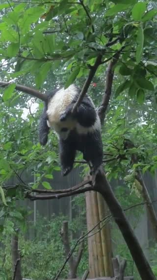 Do you know what he was thinking?maybe he has troubles too#panda #cut...