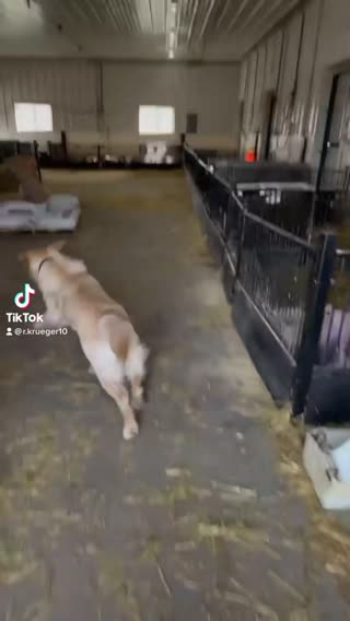 A dogs best friend! The original sound everyone asked for 🥰 #showpigs...