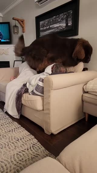🤦‍♀️🐻 #newfoundlanddog #brownnewf #newfpuppy #9monthsold #snuggletime...
