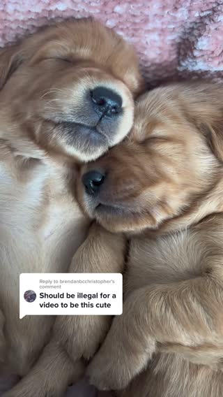 Replying to @brendanbcchristopher true 