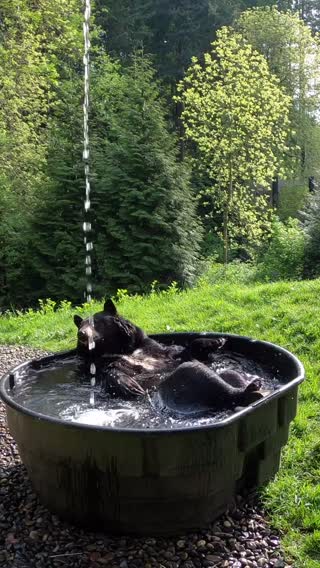 Bear conditioner is on full blast #bears #summervibes