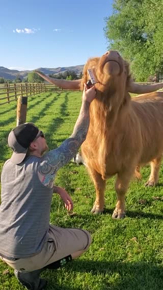 Thor will be anyone's friend as long as you have a brush! #wildrootsf...