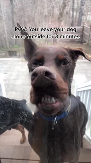 Why is he so weird #fyp #foryou #CustomersMostLoved #doberman