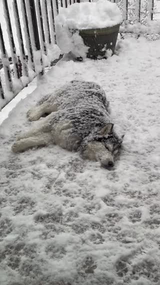 if youre cold, they’re cold #snowday #huskylife #dogsoftiktok #laketa...