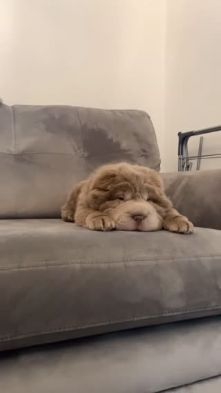 #petlover #thucung #pet #thúcưng #pets 