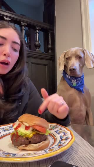 🍔🍔 #dogs #dogsoftiktok #burger #dog #cutedogs #fyp #food #foodie #burger #fastfood #cheeseburger #foodtok #dogsoftiktokviral #cutedog #cutedogsoftiktok 