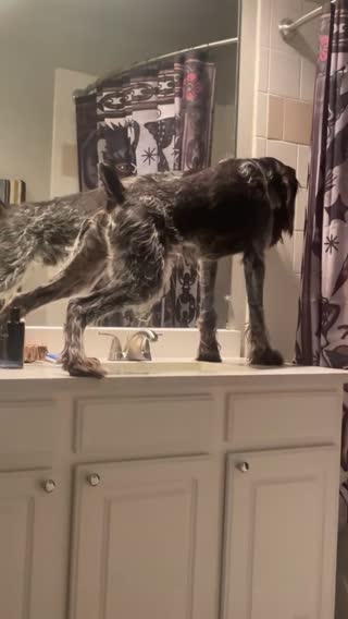 hudsons a serial counter surfer but this was something else...(this was a one time thing, he never did it again, yes i cleaned and sanitized very well, and yes i know its gross) #fyp #gwp #gsp #dog 