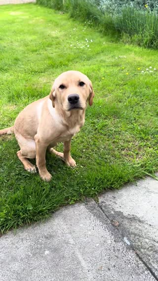 Long way off peeing like a big boy 🙂#foxredlab #foxredlabrador #labpuppy #fyp #dogsontiktok #puppy 