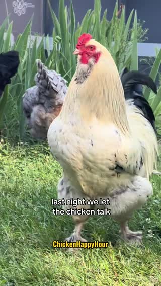 last night we let the #chicken talk 🐓 #rooster #morganwallen #lastnight #chickensoftiktok #funnyanimals #parody #chickenhappyhour  