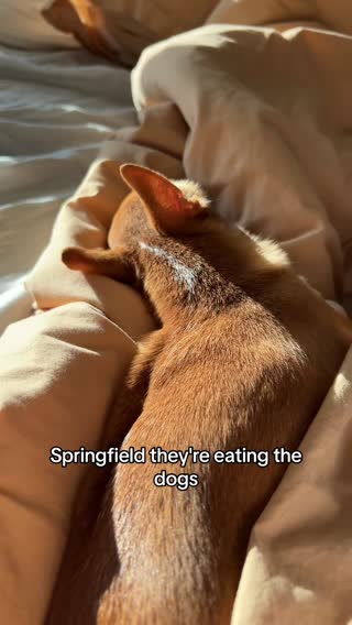 #fypシ #dogsoftiktok 