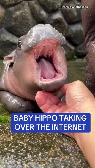 Moo Deng, a baby pygmy hippo in Thailand, has taken over the internet. The adorable baby, whose name roughly translates to 'bouncy pig,' has gone viral on TikTok and more than doubled the number of visitors to her zoo. 🎥 khamoo.andthegang #moodeng #pygmy #hippo #animalsoftiktok 