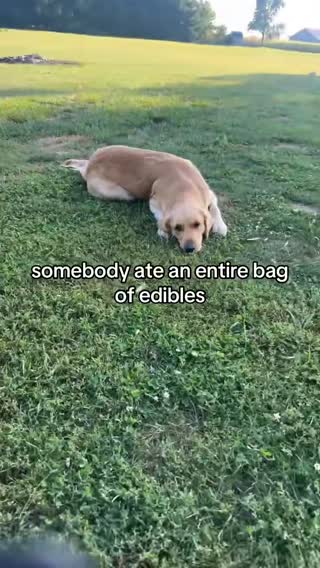 shes trying not to fall off the world #goldenretriever #spacecadet#dogsvideo #dogsoftiktok 