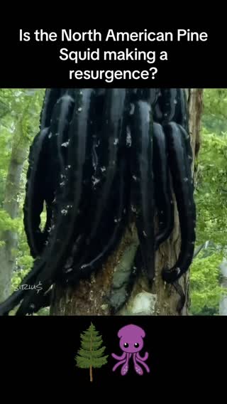 Are Pine Squid making a comeback in North America? #pinesquid #pine #squid #cryptid #cascademountains #northamerica #forest #animals #earthoctopus #earth #octopus #cabeladams #mystery #caughtoncamera #treesquid #tree #northwest #pnw #oregon