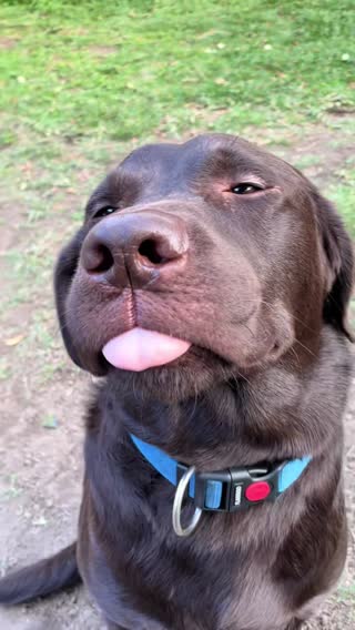 Questioning my first suspect 🧐🐶😂 #fyp #foryou #foryoupage #dog #dogsoftiktok #labrador 