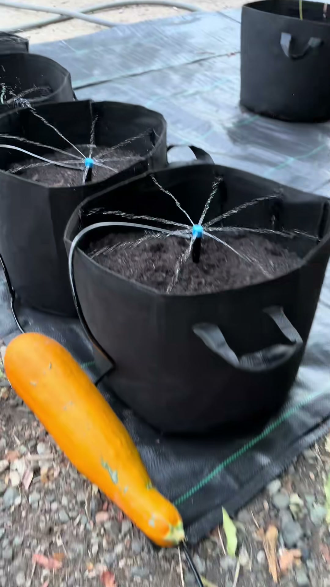 New drip irrigation system that worked better than expected. Two solid hose bib connectors makes this a grest deal. The sprinklers work well and the drip line is good quality. #irrigation #homestead #garden #water #dripirrigation 