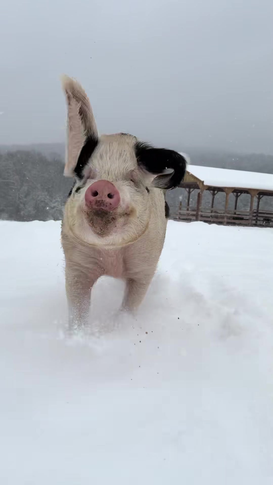 Another 6-10 inches of the fluffy white stuff coming down ❄️. Anne Cl...