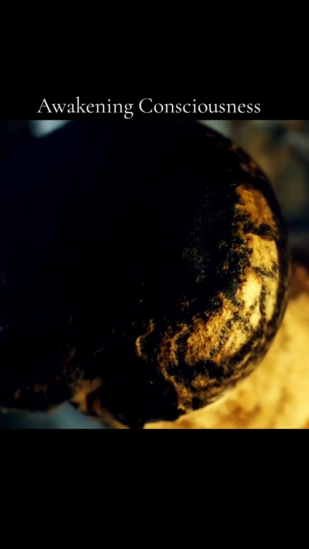Awakening consciousness 🧠 #awakening #consciousness #awaken #brain #m...