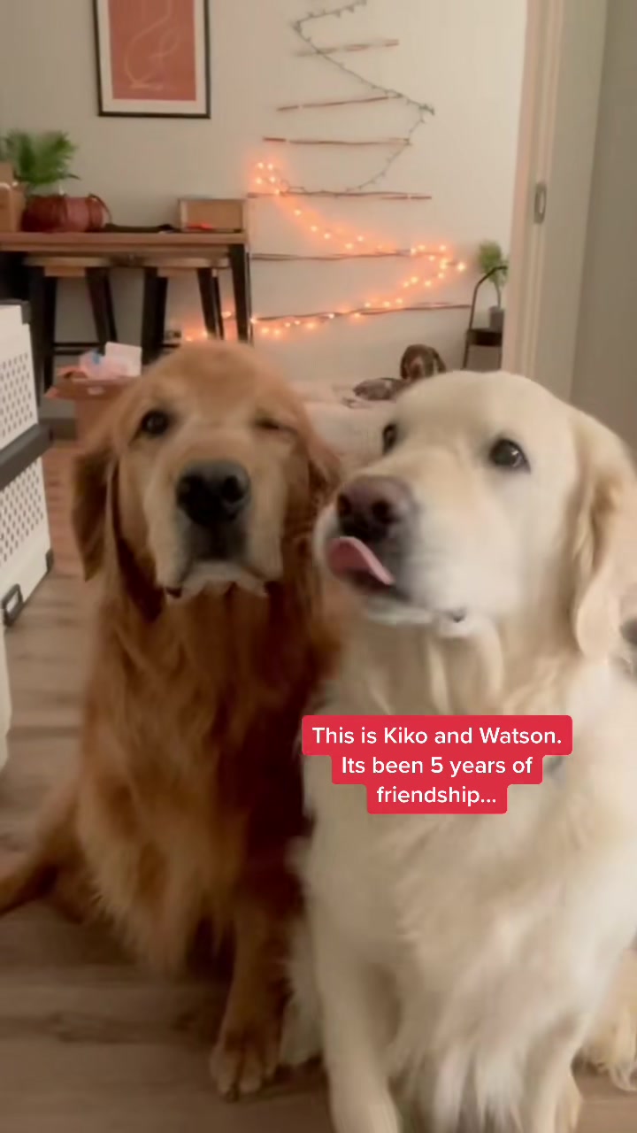 Be the Watson to my Kiko #fyp #besties #goldenretriever