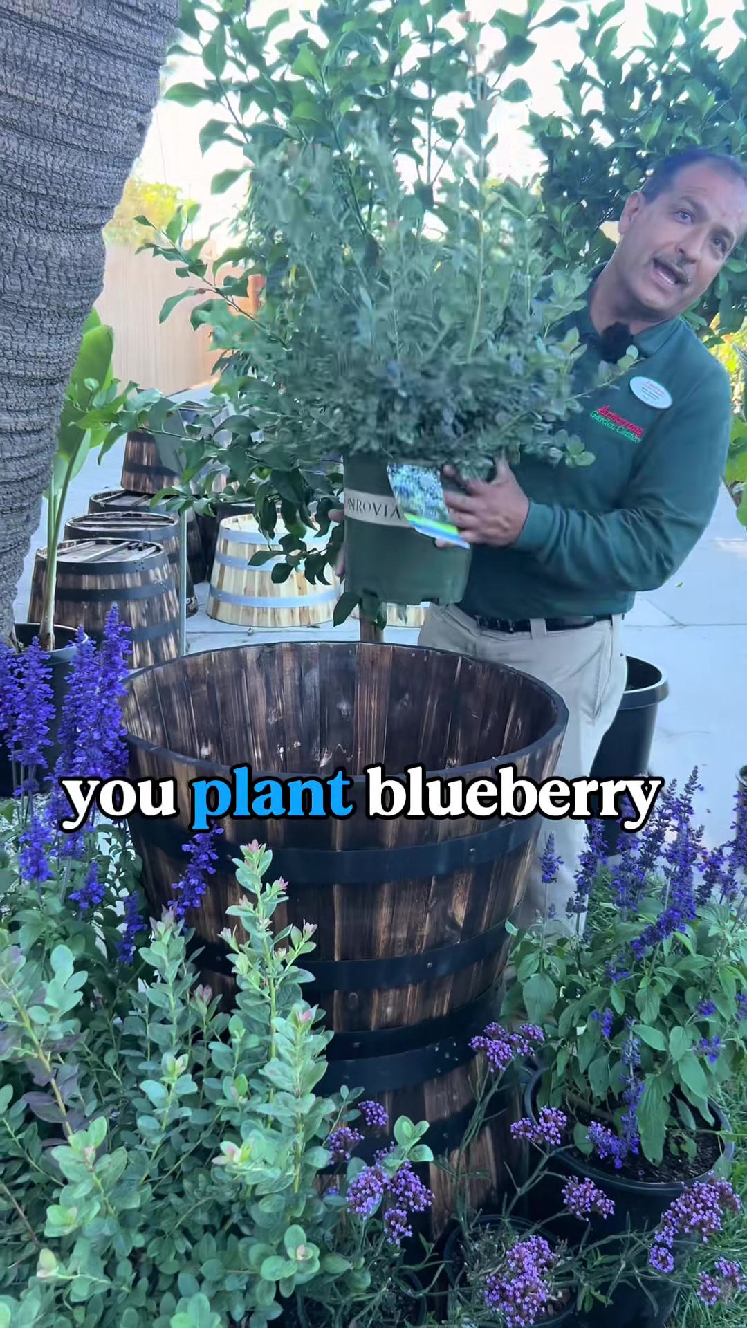 Grow blueberries in a barrel! 🫐 These lovely shrubs will reward you w...