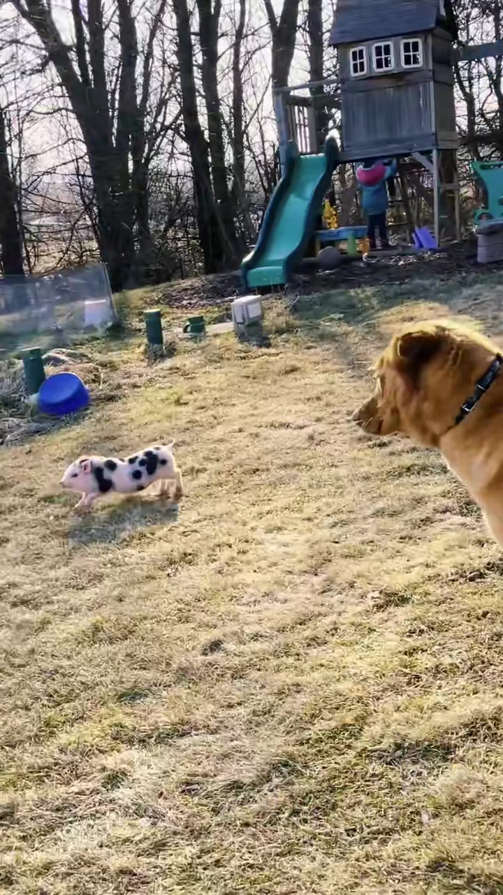 Peg is speedy FAST! #farmhouse #minipigsoftiktok #farm #piggy #pig #c...