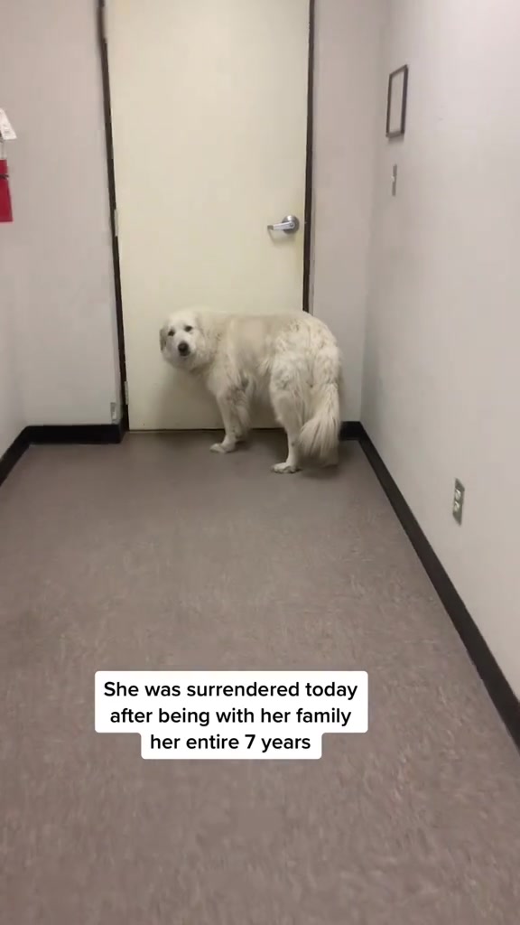 She was adopted today ❤️ #dog #dogs #fyp #shelter #adopt #emotional