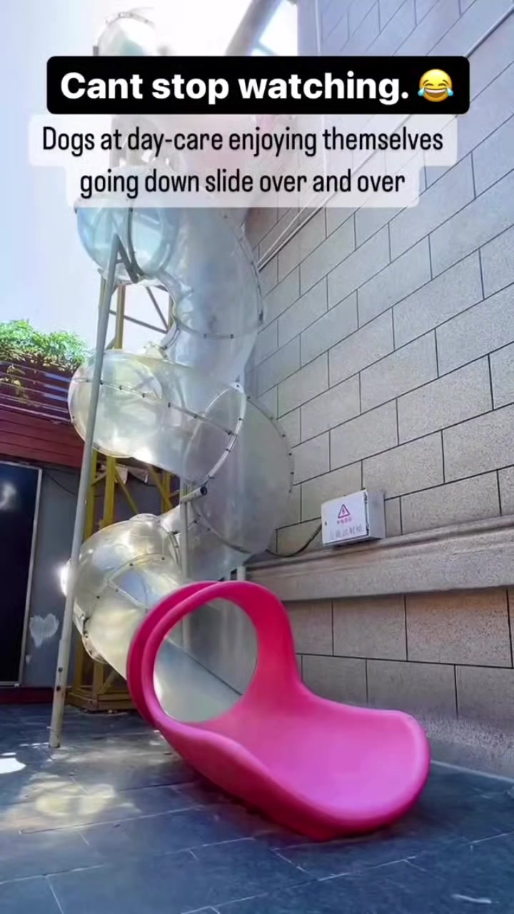 Some of the cutest doggos the Internet has.  #passthelaughs #fy #funn...